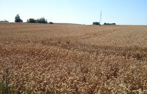 Ceny zbóż na giełdach towarowych (7.10.2018)