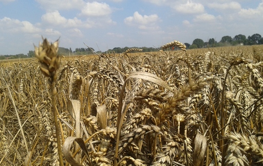 Pogorszenie relacji cen pszenicy do innych zbóż