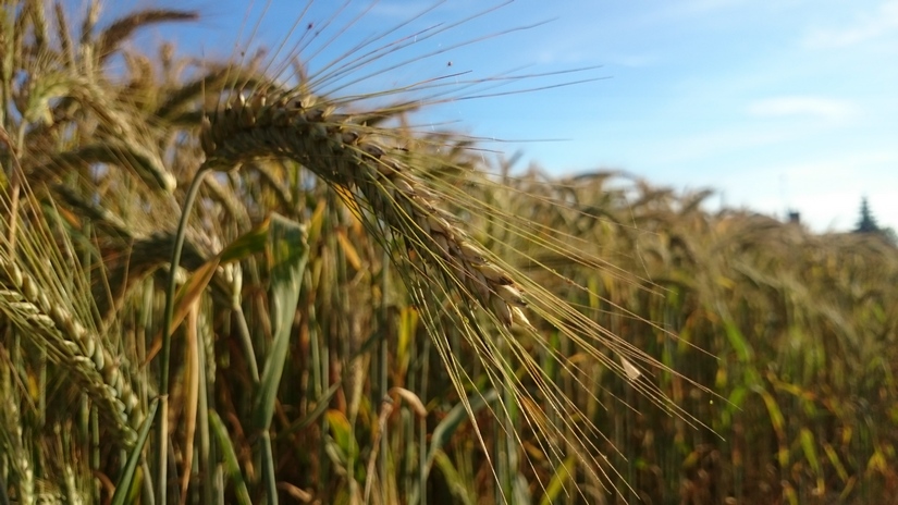 Żniwa 2016. Na ceny zbóż w Polsce wpływa sytuacja na rynku międzynarodowym