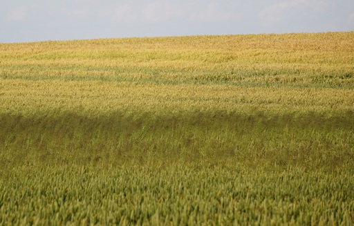 Unijne kontrakty na zboża na długoterminowych minimach