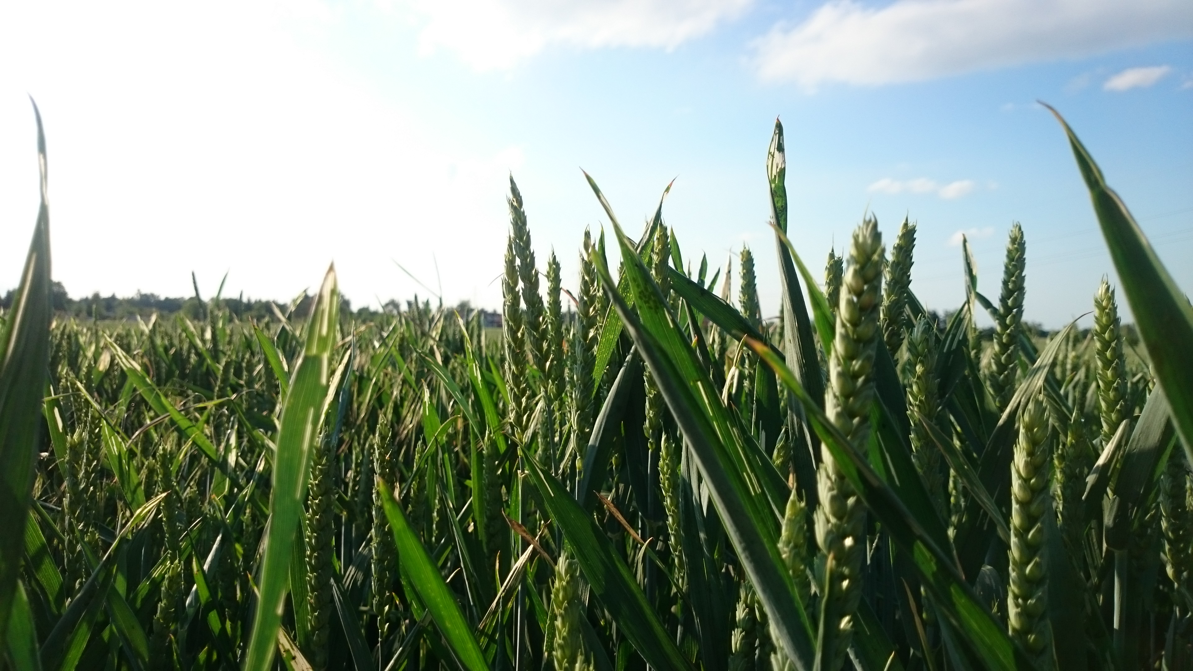 Ceny zbóż w kraju rosną