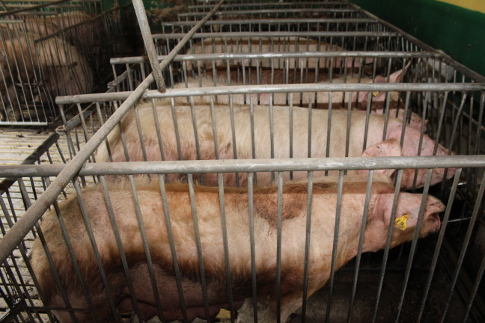 Ceny żywca wieprzowego, wołowego i drobiowego (20.04.2025)