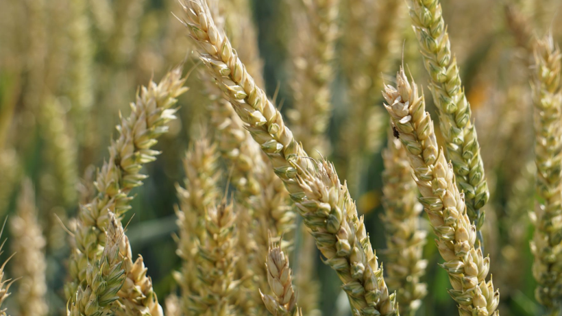 Ceny pszenicy na giełdach spadają, w Polsce rosną