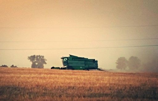 IERiGŻ: Zbiory zbóż będą oscylować w granicy 30 mln ton