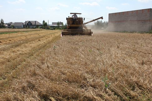 Nowe minima kukurydzy na Matif. Od maja kontrakty na zboża w USA potaniały o 30%, a w UE o 20% (21.08.2014)