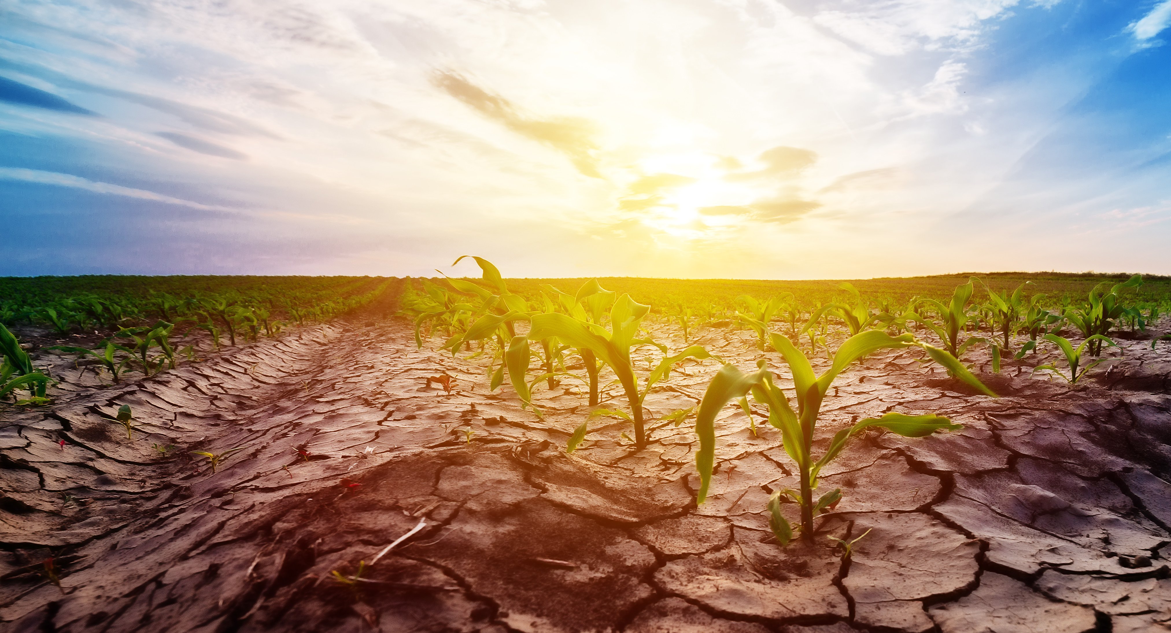 Rolnictwo, zjawiska pogodowe i zmiany klimatu