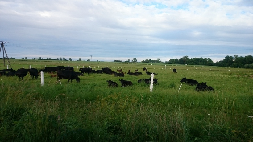 Ceny bydła na targowiskach (16.06.2017)