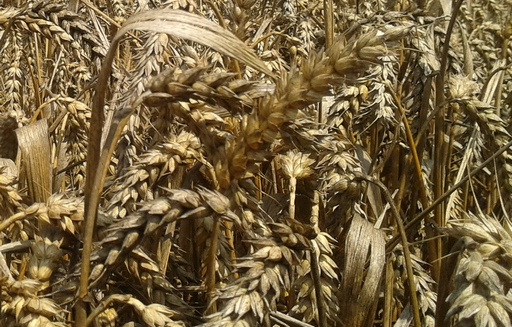 Ceny netto skupu zbóż na rynku krajowym