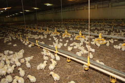 Ceny mięsa wołowego, wieprzowego i drobiowego (4.09.2016)