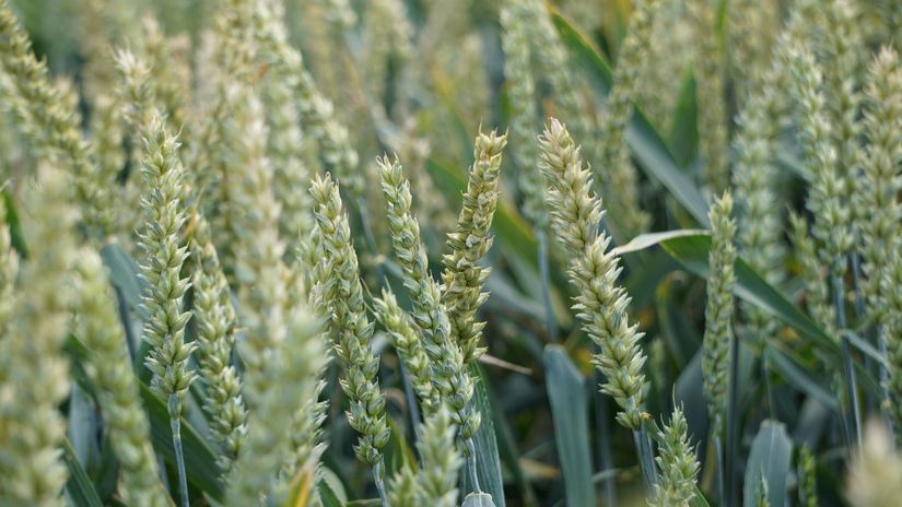 Ceny skupu zbóż według GUS w maju 2023 r.