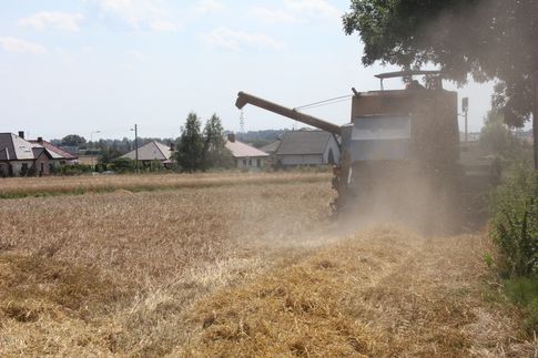 Wysokie szacunki zbiorów pszenicy i kukurydzy w UE ciągną w dół ceny zbóż na światowych giełdach (19.09.2014)