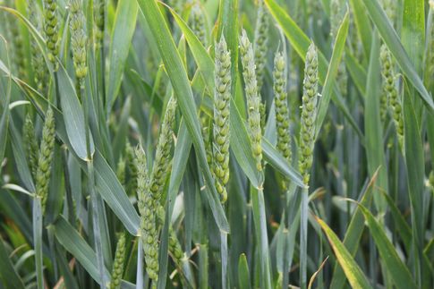 Notowania zbóż i oleistych. Niewielkie zmiany w oczekiwaniu na piątkowy raport USDA (7.12.2016)