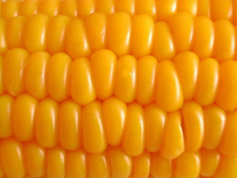 Kukurydza mocno tanieje. Średnia cena w skupie poniżej 590 zł/t
