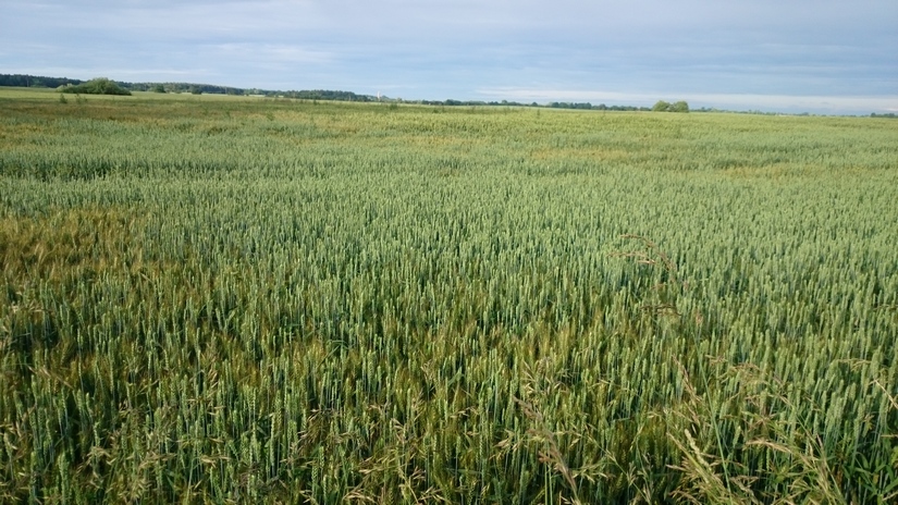 Pszenica i kukurydza zyskują, gdy na rynek powróciły obawy o stan upraw w Basenie Morza Czarnego