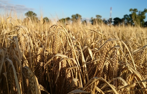 Ceny zbóż w skupie. Wzrostowy początek czerwca