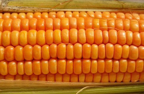 Kukurydza tańsza o 7,9%