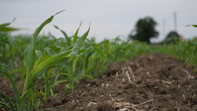 Ceny zbóż na giełdach towarowych (30.11.2025)