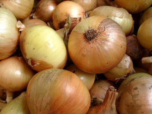 Ceny cebuli dużo niższe niż przed rokiem
