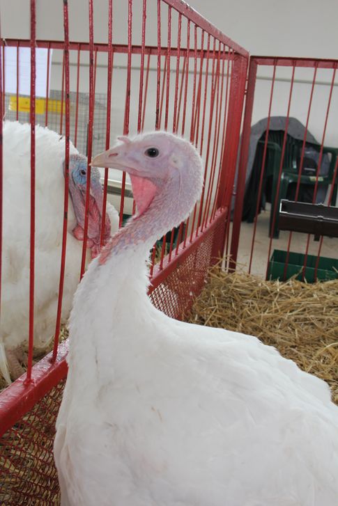 Ceny drobiu w Polsce (21.09.2025)