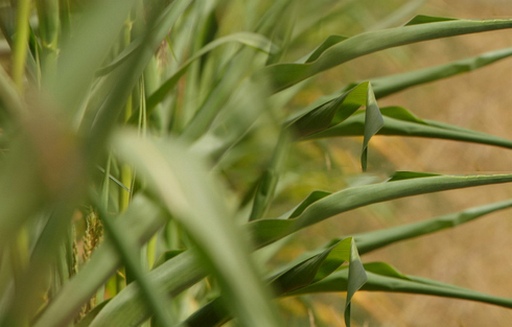 Notowania zbóż. Kukurydza i pszenica zamknęły się na plusie (28.05.2015)