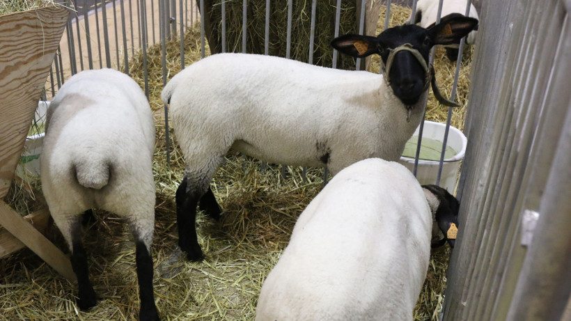 Niskie ceny polskich owiec