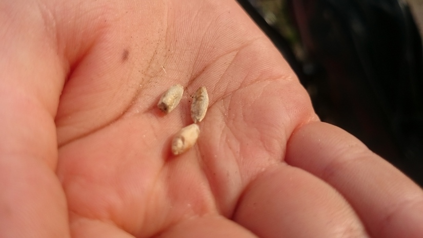 Rynek zbóż w kraju i na świecie (16.10.2016)