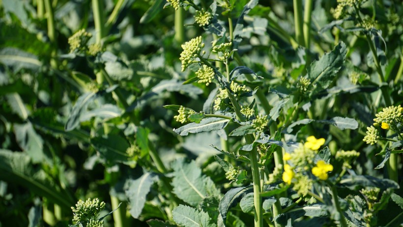 Ceny rzepaku i produktów jego przerobu (11.01.2026)