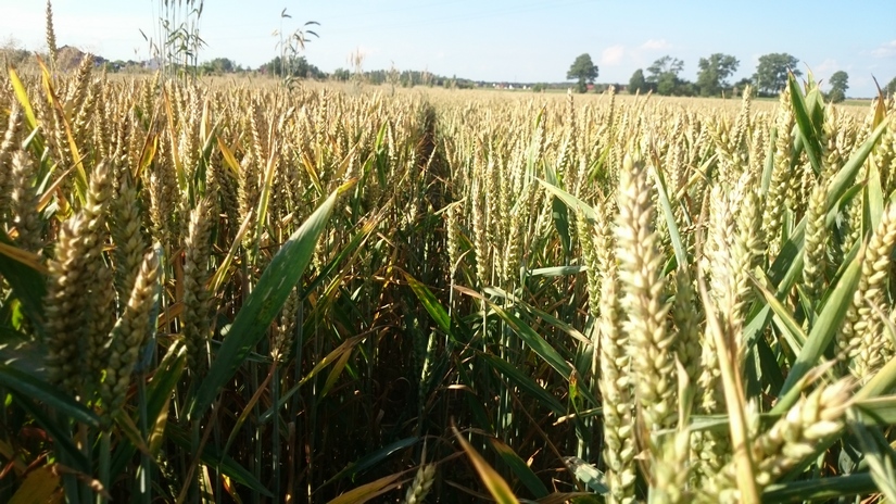 Rynek zbóż w kraju (24.05.2020)