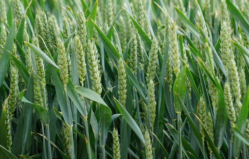 Rynek zbóż w kraju (05.06.2022)