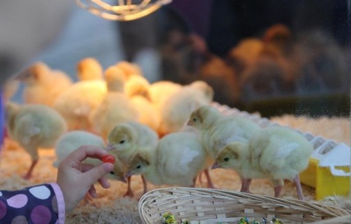 Ceny żywca wołowego, wieprzowego i drobiowego (6.11.2016)