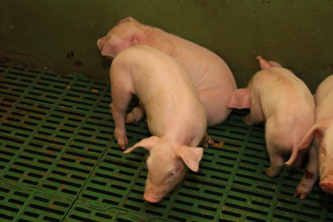 Ceny skupu świń rzeźnych (02.01.2022)