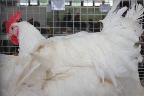 Rynek mięsa w Polsce (21.12.2025)