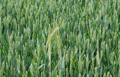 Ceny zbóż na giełdach towarowych (03.07.2022)