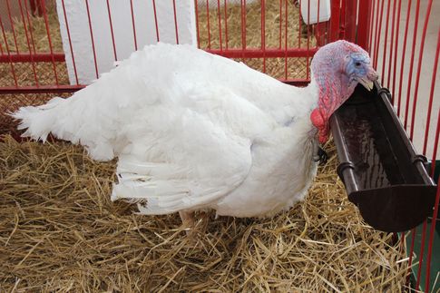 Ceny drobiu w Polsce (2.11.2025)