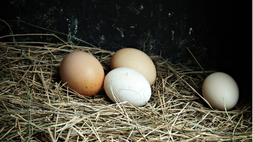 Ceny jaj w Polsce (20.07.2025)