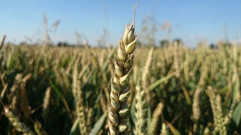 Ceny zbóż na giełdach towarowych (18.08.2019)