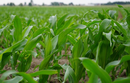 Podsumowanie tygodnia na giełdowym rynku zbóż (28.11-2.12.2016)