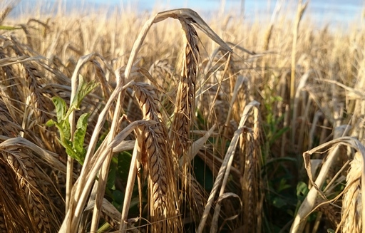 Ruszyły żniwa jęczmienia ozimego. Większość producentów chce od razu sprzedać ziarno. Ceny oscylują w granicy 500 zł/t
