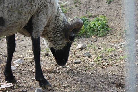 Ceny referencyjne wieprzowiny, wołowiny i baraniny w Polsce i UE (03.07.2016)
