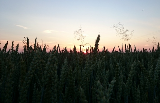 Notowania zbóż i oleistych. Wrześniowy kontrakt na pszenicę na Euronext najniżej w historii (7.09.2016)