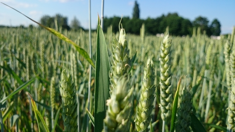 Notowania zbóż w Polsce wyższe od unijnych