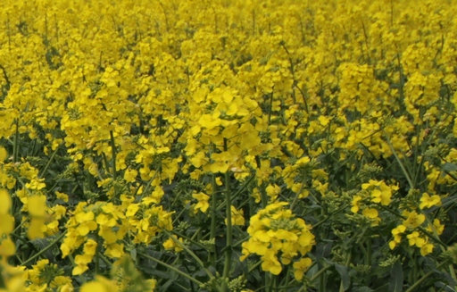 Ceny rzepaku i produktów jego przerobu (25.01.2026)