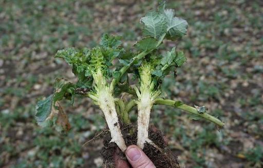 Podsumowanie tygodnia na giełdowym rynku oleistych (7-11.11.2016)