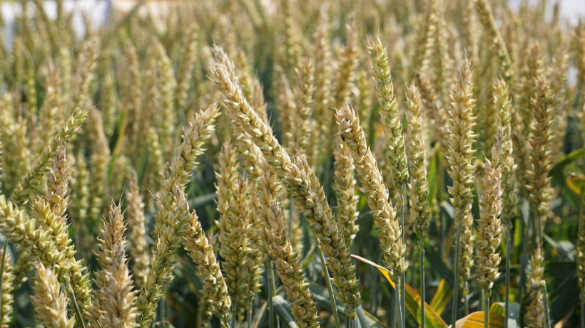 Ceny skupu zbóż na rynku krajowym według GUS w styczniu 2023 r.
