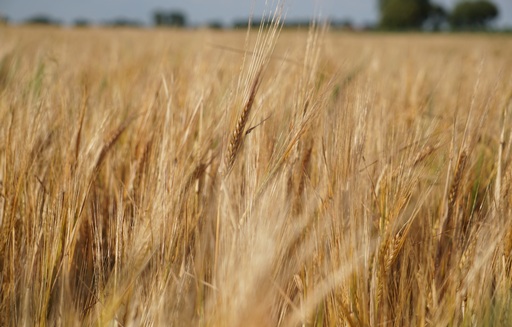 Grudzień rozpoczął się wzrostami cen na rynku zbóż, choć pszenica i kukurydza potaniały