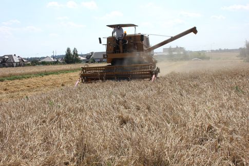 Rynek zbóż w kraju i na świecie (14.08.2016)