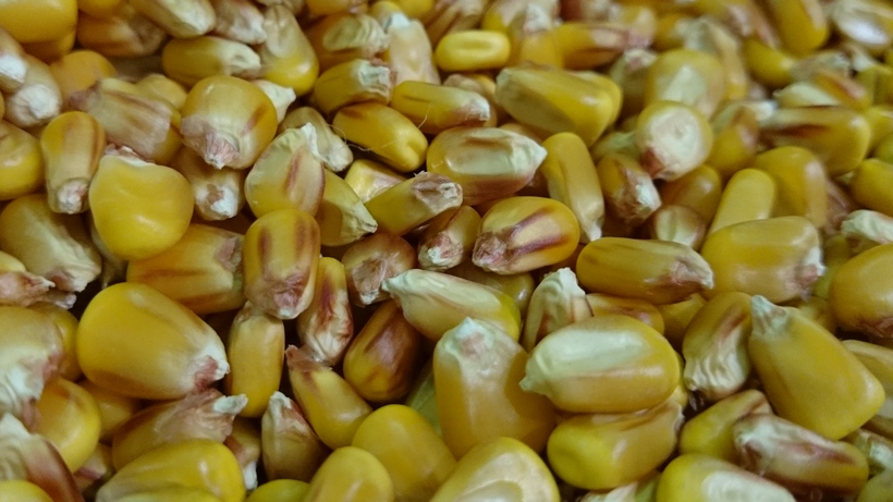 Kukurydza była liderem wzrostów w ostatnim tygodniu 2020 roku
