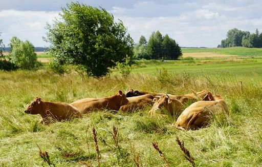 Ceny żywca wołowego, wieprzowego i drobiowego (8.07.2018)