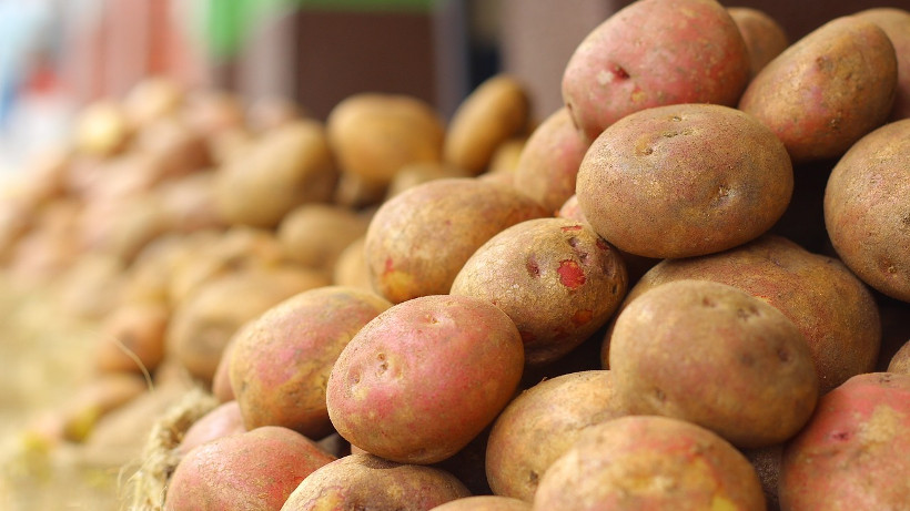 Jakość handlowa ziemniaków