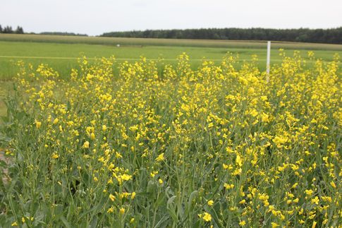 Ceny rzepaku i produktów jego przerobu (8.02.2026)